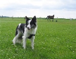Djill